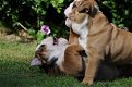 Engelse bulldog puppies - 0 - Thumbnail