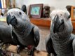 Afrikaanse grijze papegaai beschikbaar - 0 - Thumbnail