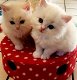 Prachtige Ragdoll-kittens - 0 - Thumbnail