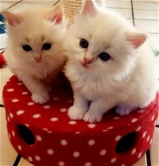 Prachtige Ragdoll-kittens