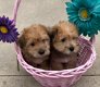 Mooie mannelijke en vrouwelijke yorkie-puppy's. - 0 - Thumbnail