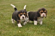 Prachtige Beagle-puppy's