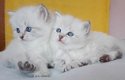 Mooie Siberische Kitten - 0 - Thumbnail