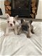 Prachtige Franse Bulldog-puppy's - 0 - Thumbnail