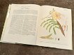Prachtig boek over planten in Oman - 3 - Thumbnail
