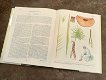 Prachtig boek over planten in Oman - 4 - Thumbnail