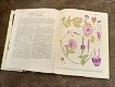 Prachtig boek over planten in Oman - 5 - Thumbnail