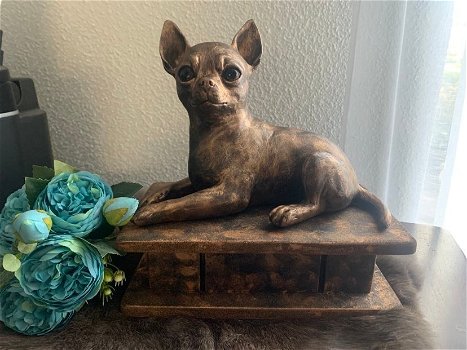 Chihuahua korthaar beeld als set incl. urn of als los beeld - 0