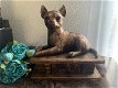 Chihuahua korthaar beeld als set incl. urn of als los beeld - 0 - Thumbnail