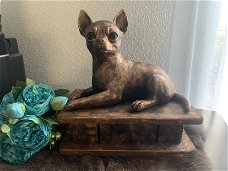 Chihuahua korthaar beeld als set incl. urn of als los beeld