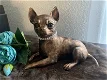 Chihuahua korthaar beeld als set incl. urn of als los beeld - 1 - Thumbnail