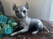 Chihuahua korthaar beeld als set incl. urn of als los beeld - 2 - Thumbnail