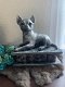 Chihuahua korthaar beeld als set incl. urn of als los beeld - 3 - Thumbnail