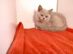 Mooie Brits korthaar kittens - 3 - Thumbnail