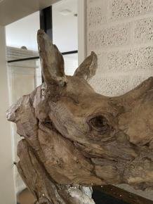 neushoorn, torso - 4