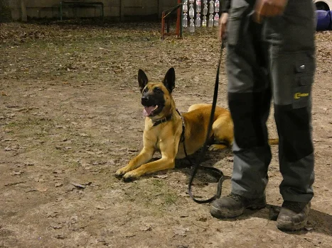 Mechelse Herder x Hollandse herder pups - 1