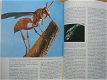 Insekten - 2 - Thumbnail