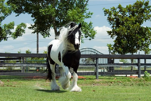 Gypsy vanner hengst paard - 0