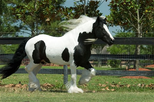 Gypsy vanner hengst paard - 1