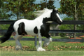 Gypsy vanner hengst paard - 1 - Thumbnail