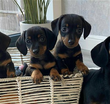 schattige honden zijn klaar voor uw huis - 1