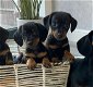 schattige honden zijn klaar voor uw huis - 1 - Thumbnail