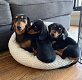 schattige honden zijn klaar voor uw huis - 2 - Thumbnail