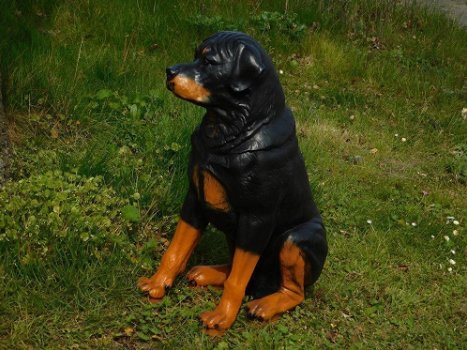 rottweiler ,hond , kado - 5