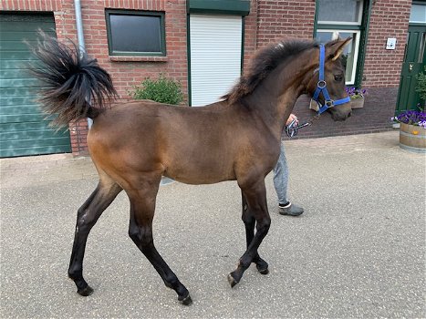 Hengstveulen Zangersheide,inruil braaf ouder paard mogelijk - 1