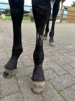 Hengstveulen Zangersheide,inruil braaf ouder paard mogelijk - 2