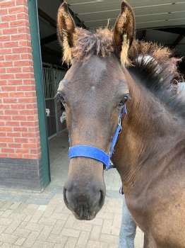 Hengstveulen Zangersheide,inruil braaf ouder paard mogelijk - 3