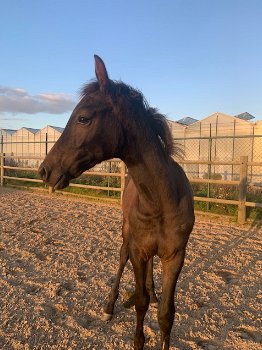 Hengstveulen Zangersheide,inruil braaf ouder paard mogelijk - 5