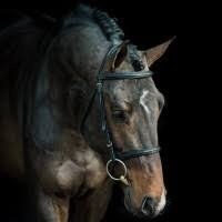 Hengstveulen Zangersheide,inruil braaf ouder paard mogelijk - 7