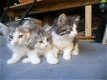 Raszuivere Noorse Boskat kittens (uitsluitend bellen) - 0 - Thumbnail