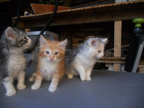 Raszuivere Noorse Boskat kittens (uitsluitend bellen) - 1