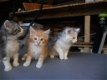Raszuivere Noorse Boskat kittens (uitsluitend bellen) - 1 - Thumbnail