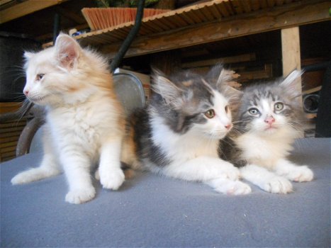Raszuivere Noorse Boskat kittens (uitsluitend bellen) - 2