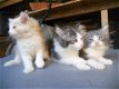 Raszuivere Noorse Boskat kittens (uitsluitend bellen) - 2 - Thumbnail