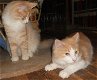 Raszuivere Noorse Boskat kittens (uitsluitend bellen) - 3 - Thumbnail