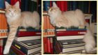Raszuivere Noorse Boskat kittens (uitsluitend bellen) - 5 - Thumbnail