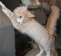 Raszuivere Noorse Boskat kittens (uitsluitend bellen) - 6 - Thumbnail