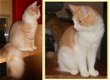 Raszuivere Noorse Boskat kittens (uitsluitend bellen) - 7 - Thumbnail