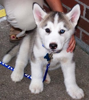Siberische Husky puppy's met papieren ter adoptie - 0
