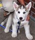 Siberische Husky puppy's met papieren ter adoptie - 0 - Thumbnail