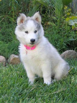 Siberische Husky puppy's met papieren ter adoptie - 1