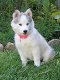 Siberische Husky puppy's met papieren ter adoptie - 1 - Thumbnail