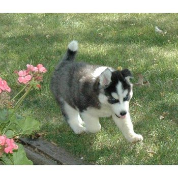 Siberische Husky puppy's met papieren ter adoptie - 2