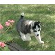 Siberische Husky puppy's met papieren ter adoptie - 2 - Thumbnail