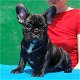Franse Bulldog pups met papieren - 2 - Thumbnail
