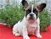 Franse Bulldog pups met papieren - 5 - Thumbnail